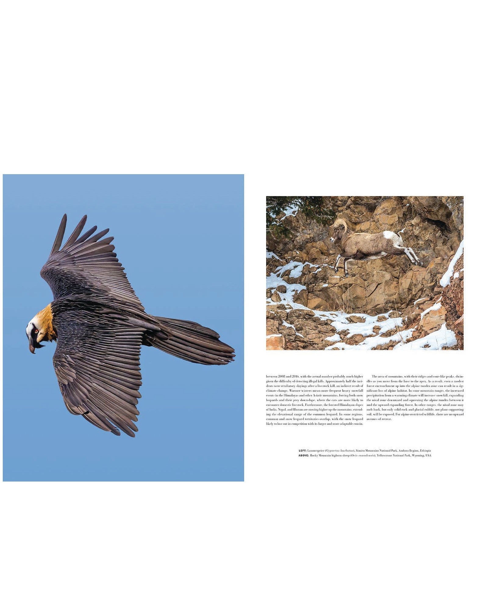 Wild Lives (Coffee Table Gift Book / Art Wolfe photography)