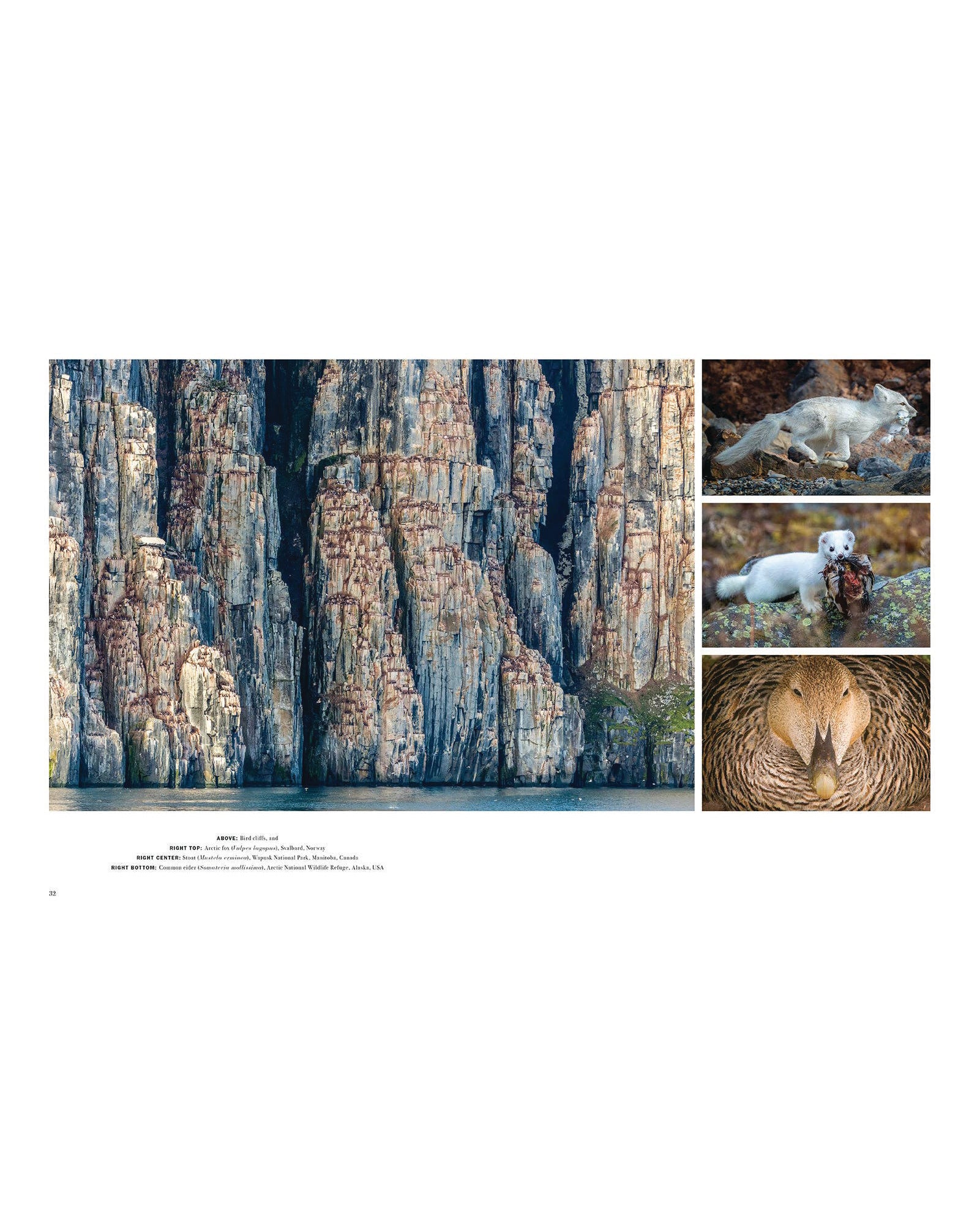 Wild Lives (Coffee Table Gift Book / Art Wolfe photography)