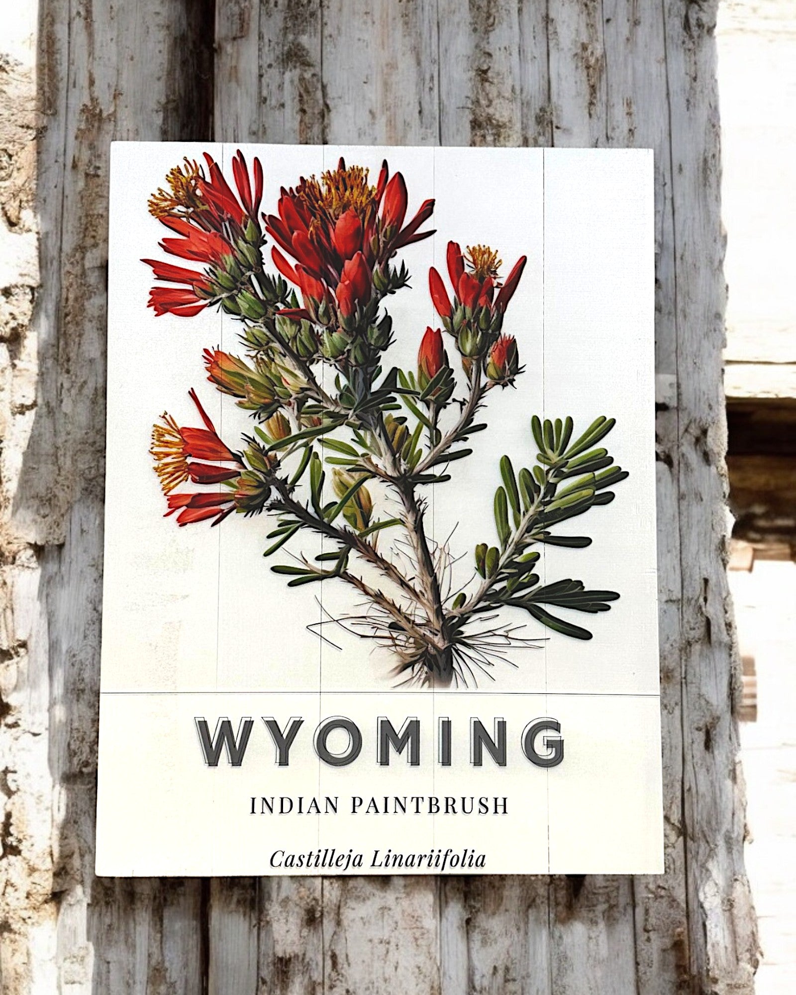 Wyoming Indian Paintbrush Wall Decor