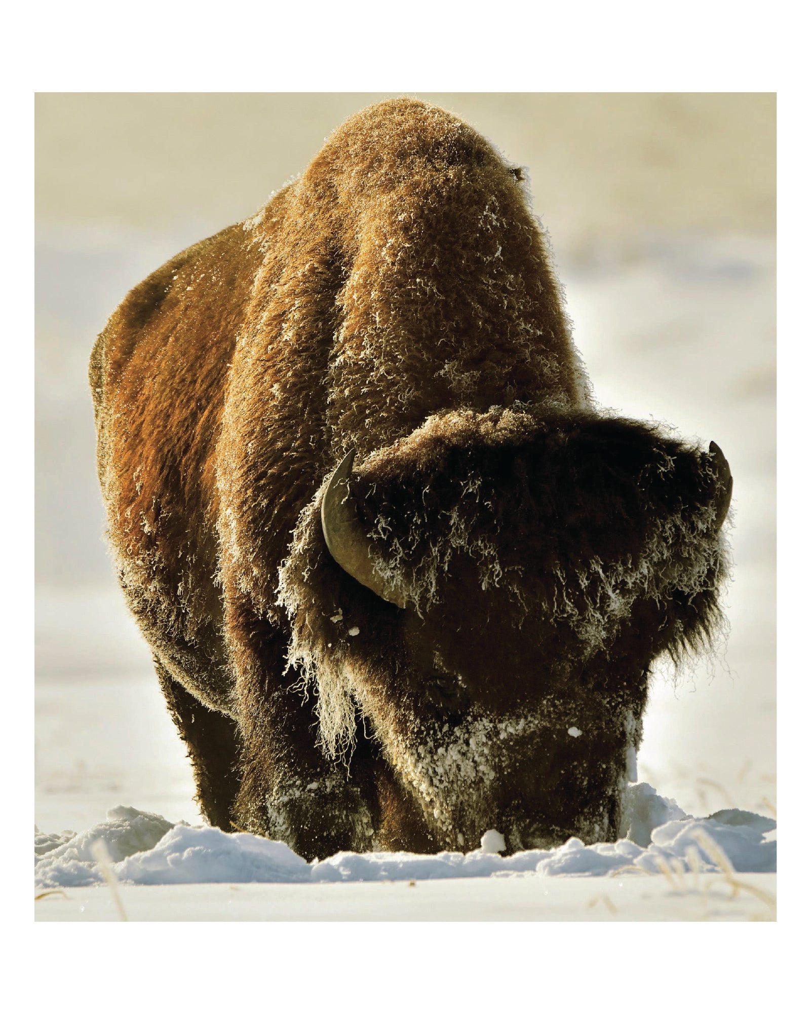 Wild Yellowstone: Land of Geysers & Grizzlies