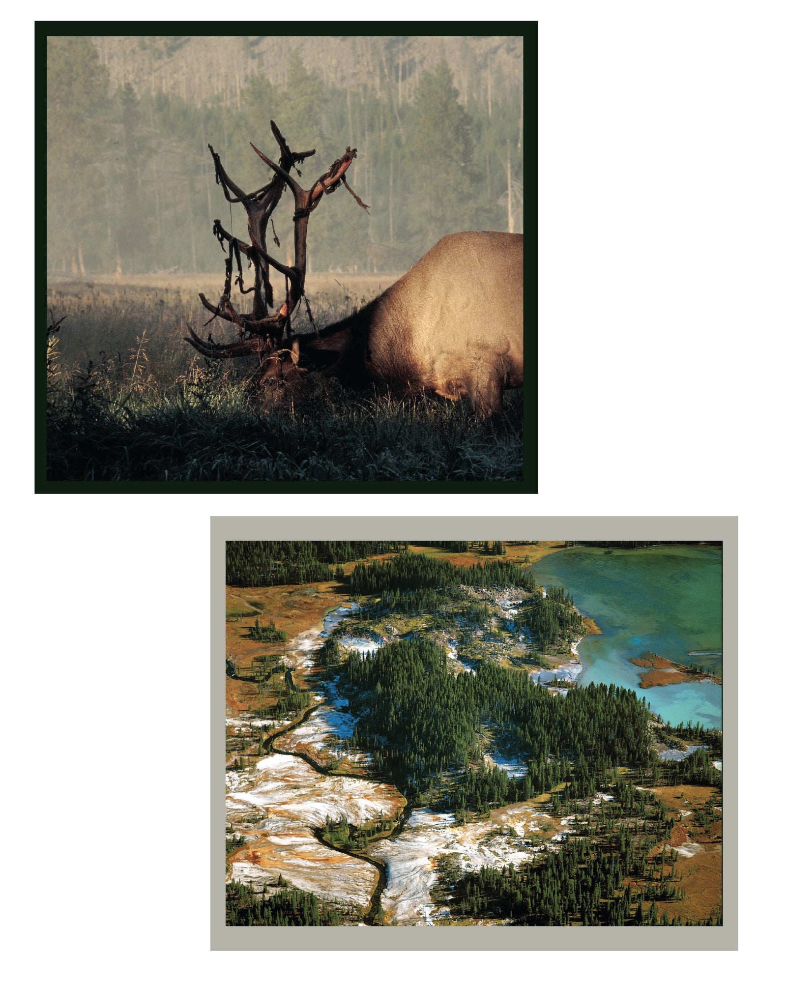 Wild Yellowstone: Land of Geysers & Grizzlies