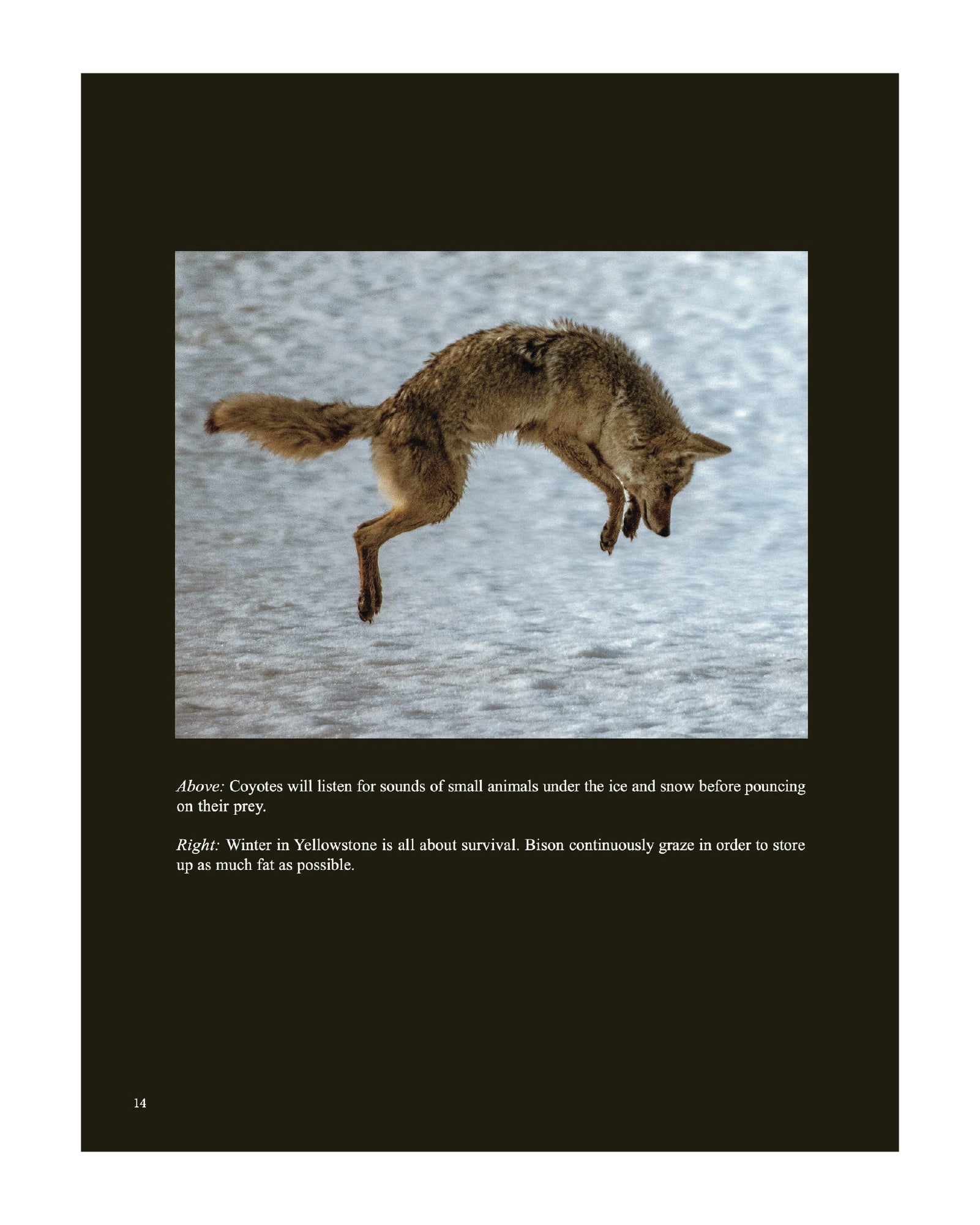 Wild Yellowstone: Land of Geysers & Grizzlies