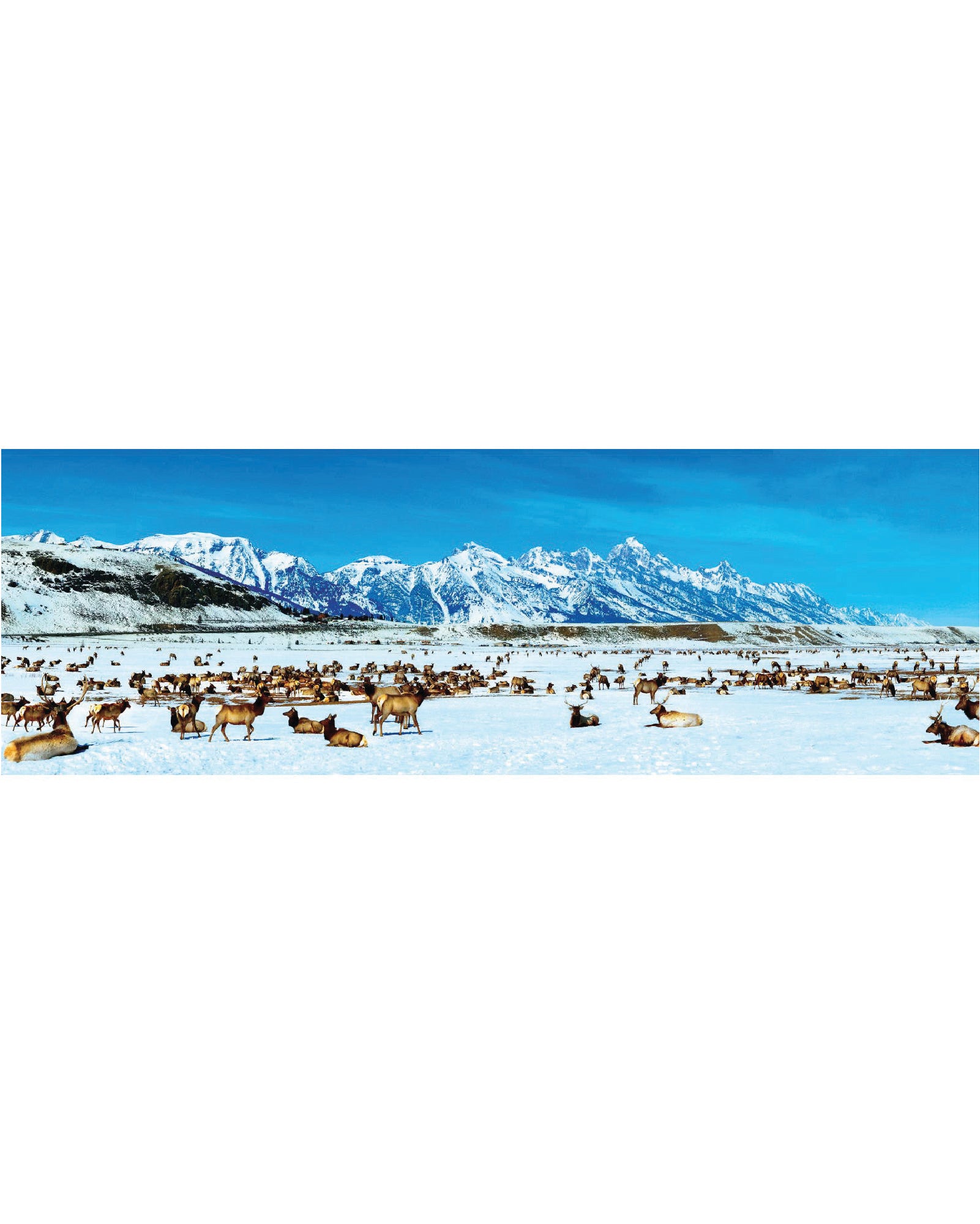 Elk Refuge 1000 Piece Panoramic Puzzle