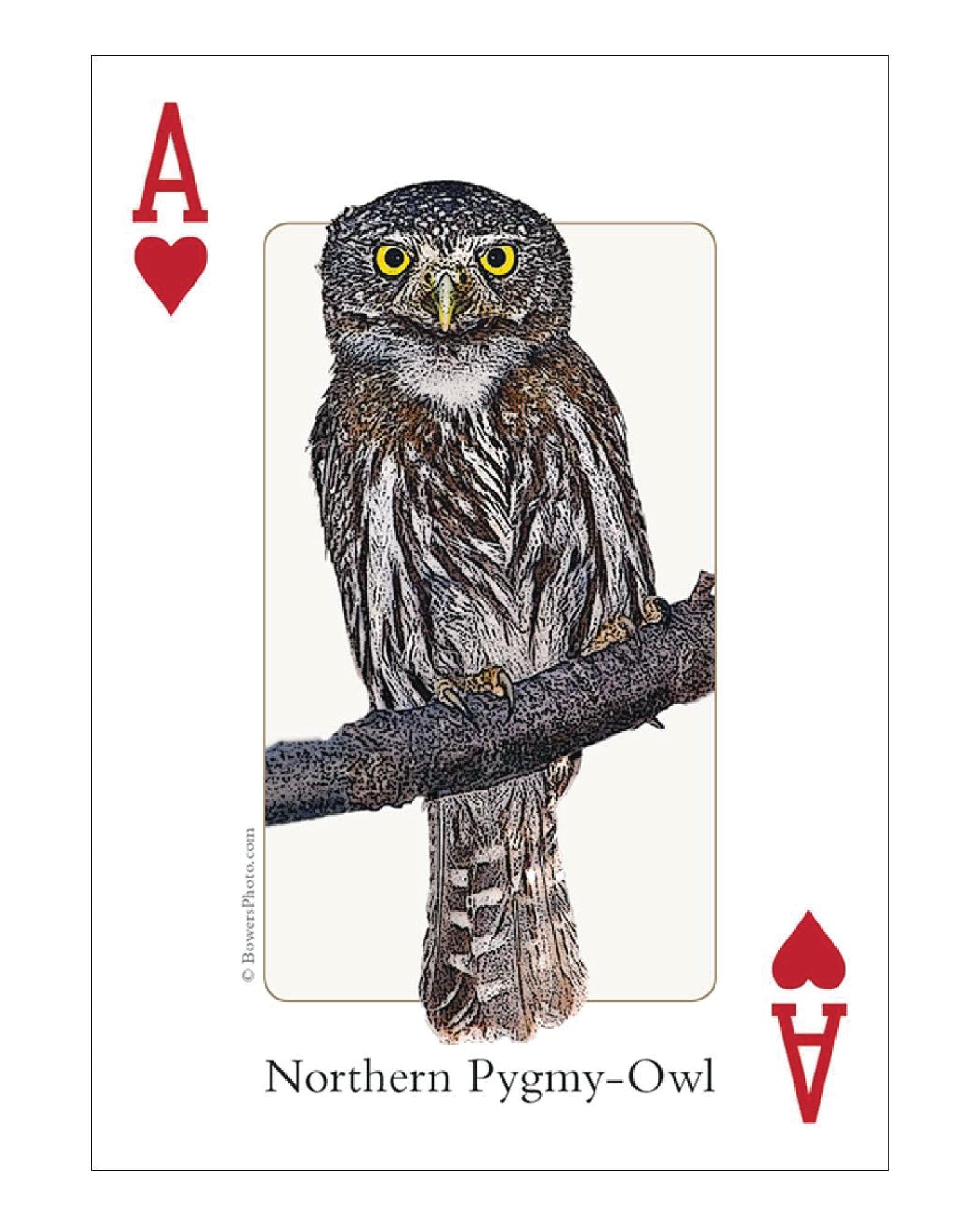 Birds of Rocky Mountains Playing Cards