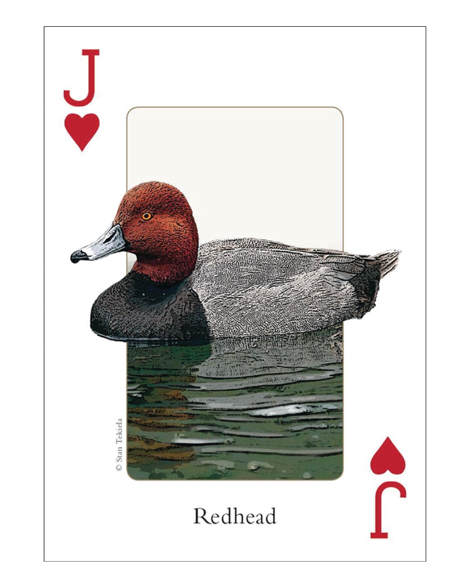 Birds of Rocky Mountains Playing Cards