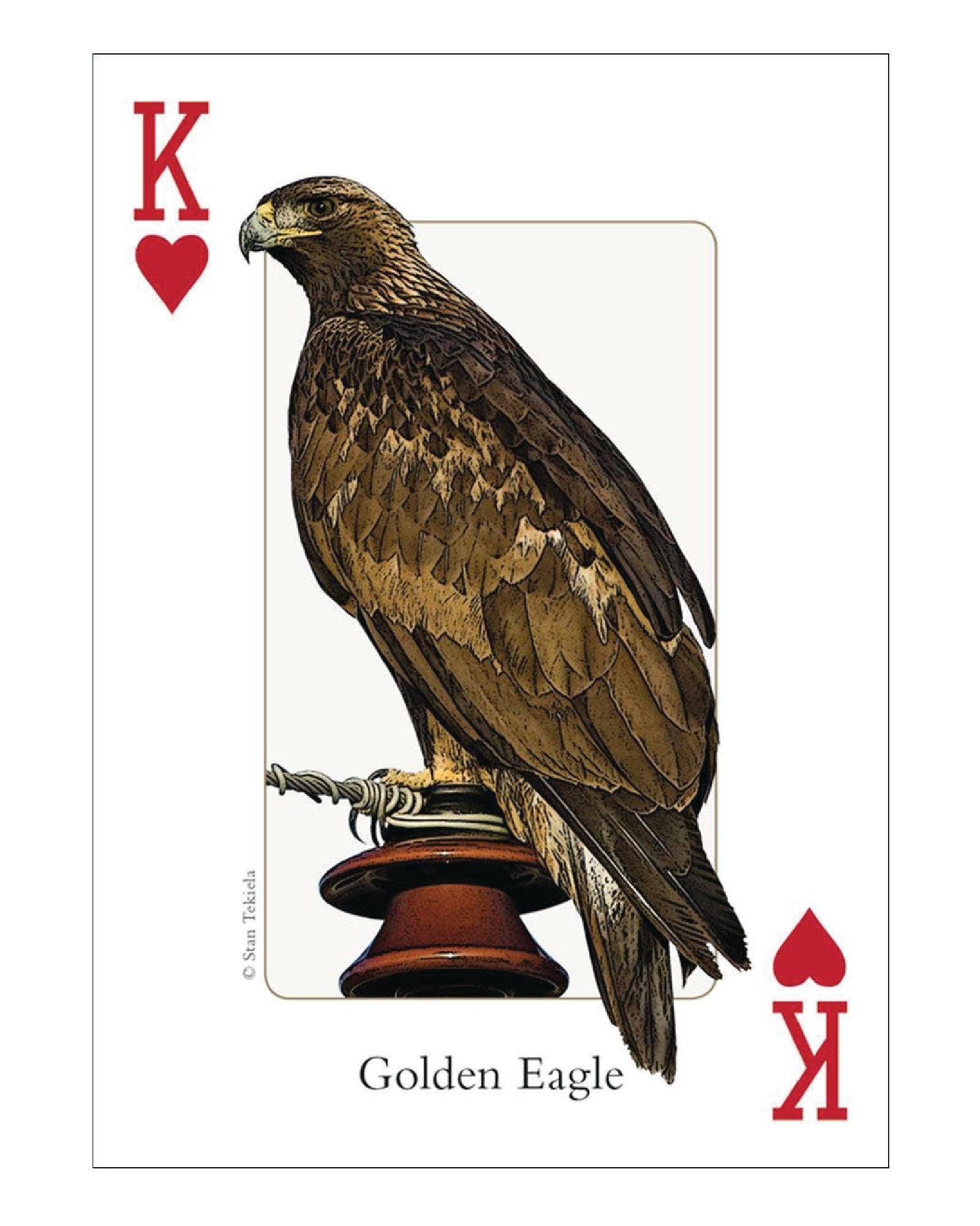 Birds of Rocky Mountains Playing Cards