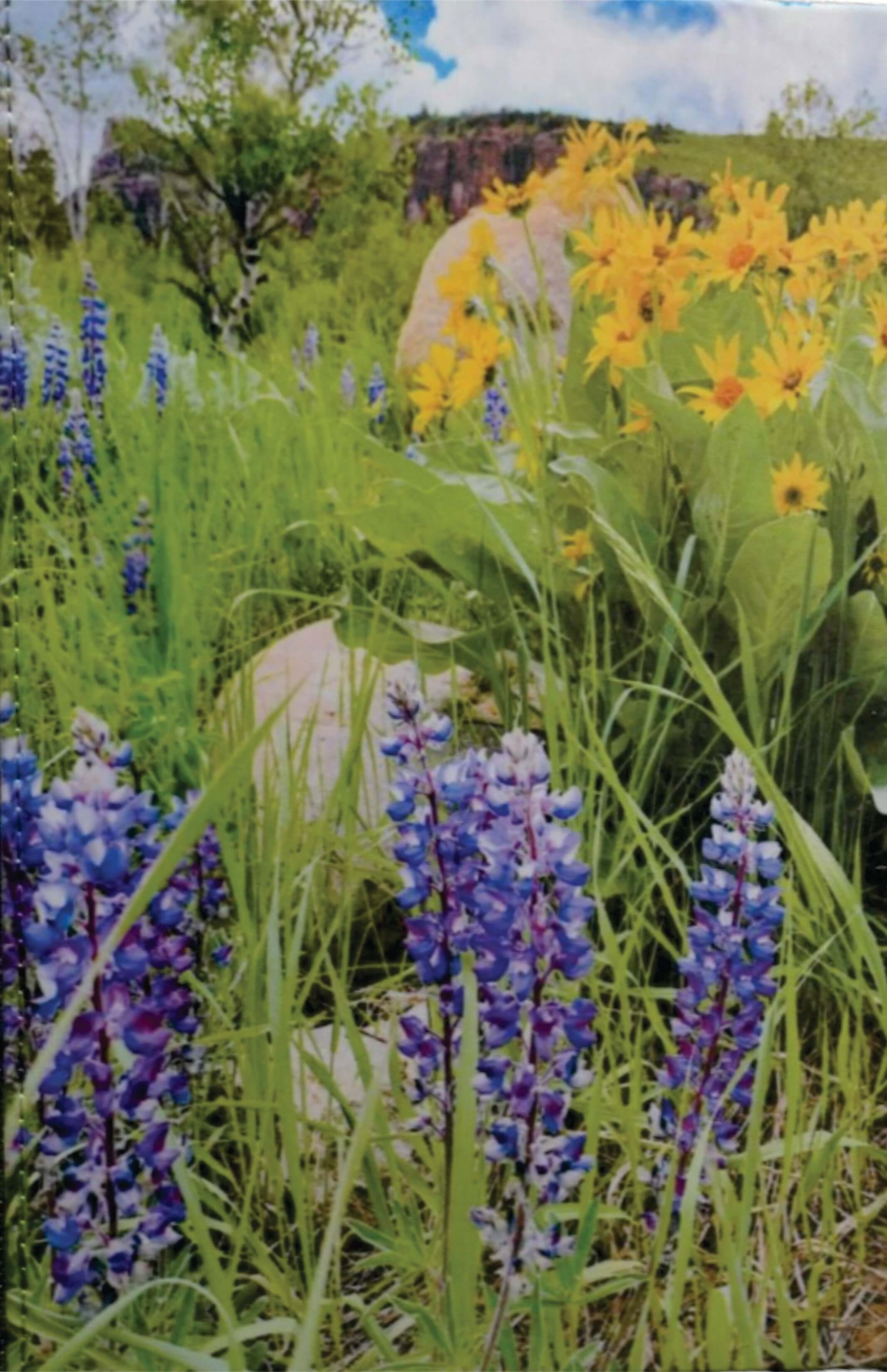 7x9" hardcover journals with Wyoming photos sublimated on cover. Photography by Libby Littler. This photo is the Wildflower Journal scene.